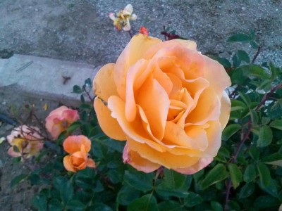 orange rose.jpg