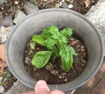 basil.jpg