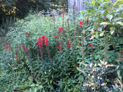 Cardinal Flower and Summer Sweet