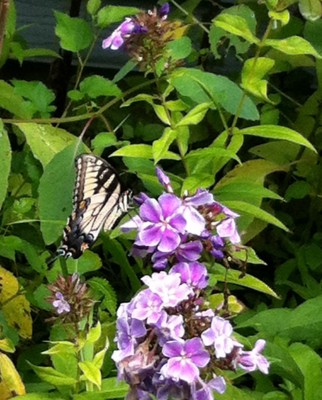 Tiger Swallowtail enjoying the Phlox