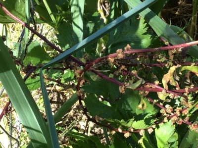 A very tiny portion of the entire seed bearing plant