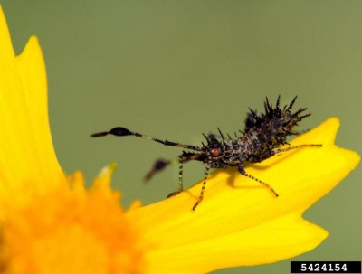 spiny assassin bug.jpg