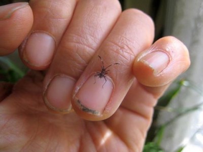 spiny assassin bug2.jpg