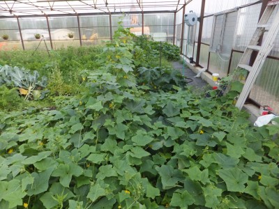 week 9-3 cucumber seeds gone wild.JPG