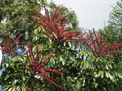 umbrella tree.jpg