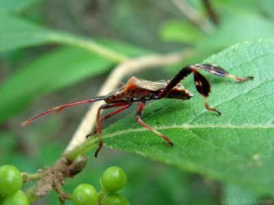 leaf-footed-bug-nymph.jpg