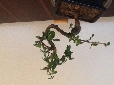 Fukien tea tree, looking a bit sad