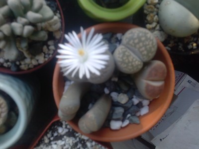 First lithop flower!