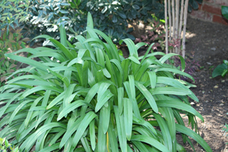 Agapanthus in shady area, no tip burn