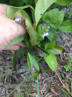 these are some attached pictures of the spots on leafs and discoloration