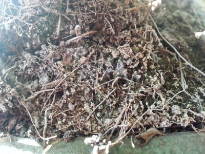 Soil at base of trunk