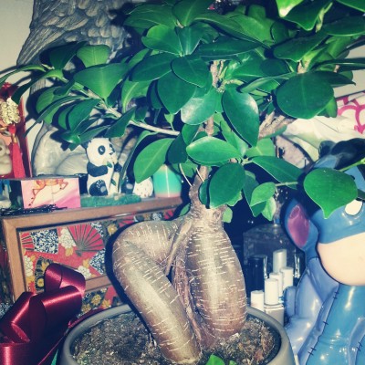 This is from when I first got the bonsai. See the trunks aren't damaged.