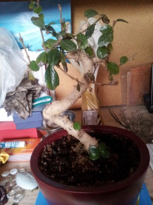 after bonsai.JPG