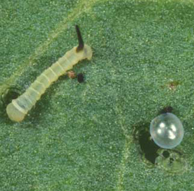 tobacco_and_tomato_hornworm01.jpg