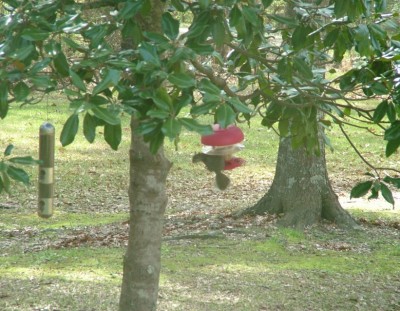 Squirrel proof.jpg