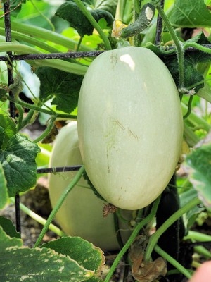 Spaghetti_Squash.jpg