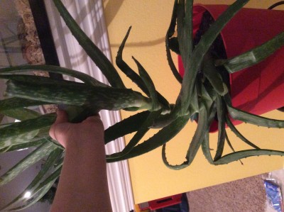 The longest aloe