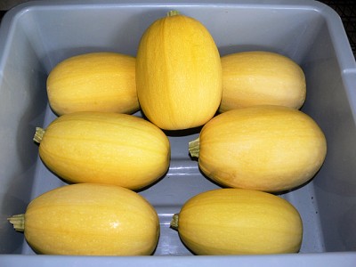 Saghetti_Squash_062712.jpg