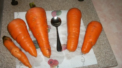 Carrot picture