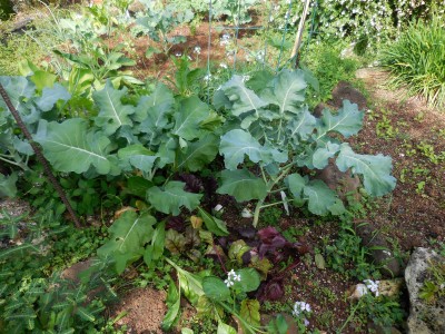 finally getting the fall, er, Jan 2015 garden growing