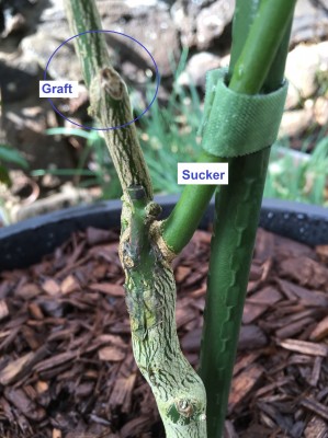 Sucker4.JPG