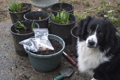 Bulbs and Tao Dog