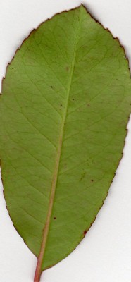 Example of the Bottom side of an healthy Leaf