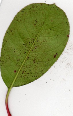 Example of the Bottom side of an unhealthy Leaf