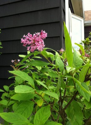 The mid bloomer, in the front yard- the one I was most worried about. :)