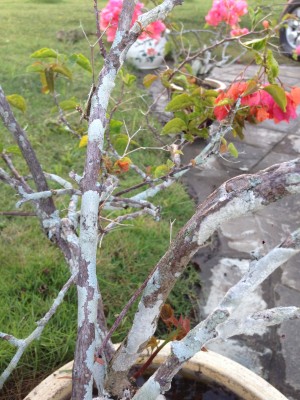 Infected bougainvillea