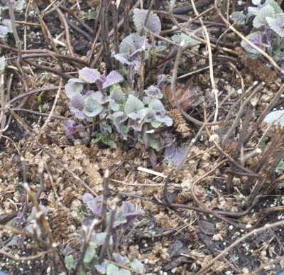 Agastache Overwintered, holy moly is there a lot of new growth!