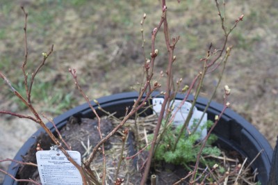 Overwintered Blueberry Bush..not bad after only one year!