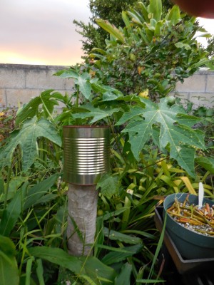 Topped Waimanalo Low Bearing papaya. Left 2 arms which are producing fruit now