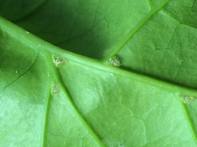 plant leaf 1.JPG