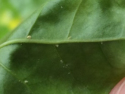 plant leaf 3.JPG