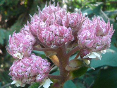 Hydrangea Aspera, Chinese Big Leaf.jpg