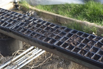 Getting_Trays_Ready_for_planting.jpg