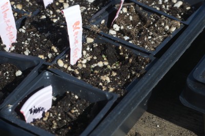 Black Eyed Susans Sprouting