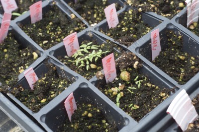 Nicandra Seedlings