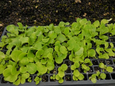 manoa lettuce seedlings in tray ready to plant out. About 10 days old