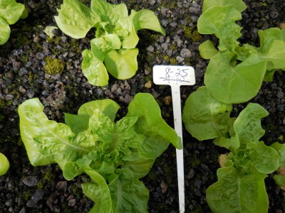 manoa lettuce planted in aquaponic cinder bed. Manoa is a selection of green mignonette lettuce that has been adapted especially to grow well in Hawaii.  It is a type of mini head butter lettuce with good heat resistance.