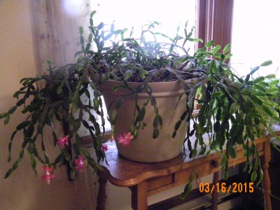 plants 2015 001.JPG