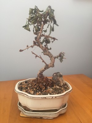 dry bonsai.jpg