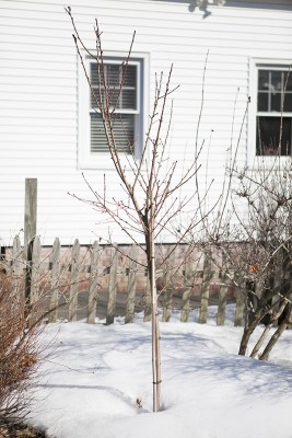 peach-tree-progress.jpg