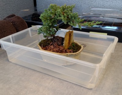 bonsai.jpg