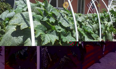 zuchinni june 20 13.jpg