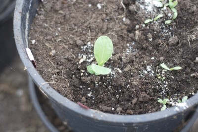 Cerinthe is looking strong and big, and I guess in the soil container I planted 2 of them because close to it is another Cerinthe! Holy smokes!