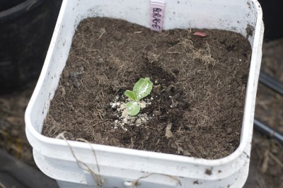 Here is the only Borage seedling that came up for me so far this year. If anyone has any Borage seeds perhaps they could send me a few. I have had poor luck with the store bought ones I planted. This one looks strong and I hope it survives because the bees went crazy after these plants last year!