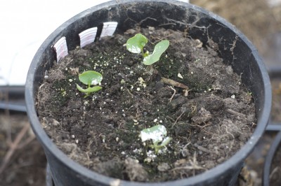 Here are my main 4 O'clocks right now. One has a bit of slug damage, but I am hoping the other 2 survive. I have more I started and just recently transplanted to red cups the other day.
