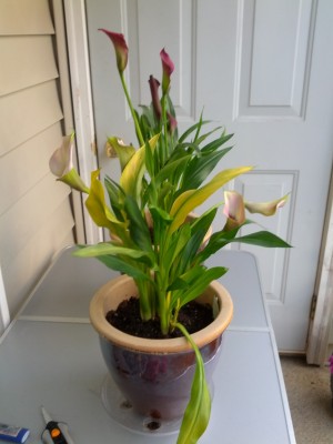 Calla Lily (1).jpg